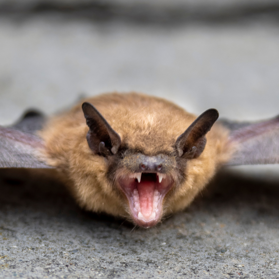 A brown bat with open mouth showing sharp teeth, lying on a gray surface.