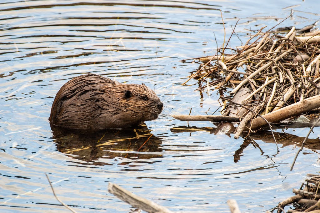 A beaver in water next to a pile of sticks, likely building a dam.