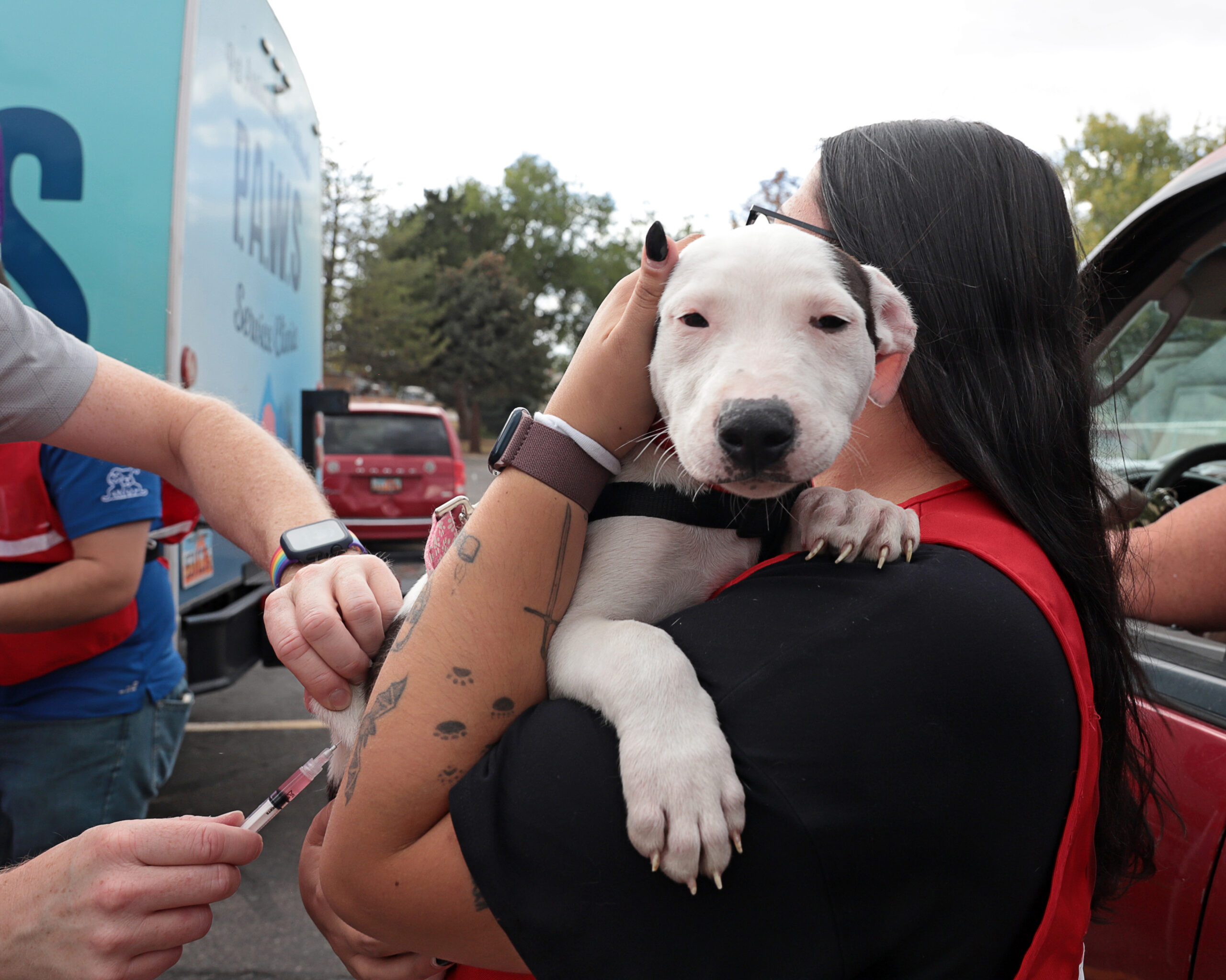 White puppy held by person getting a vaccination shot outdoors.