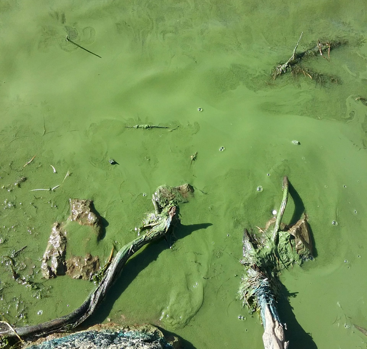 Thick, bright green algae bloom covering the surface of a body of water.